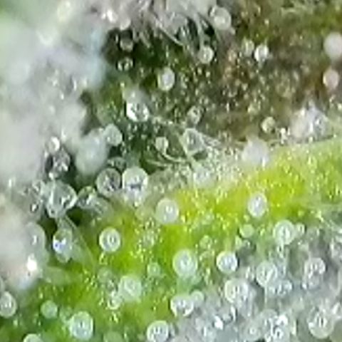 Mary Jane growlog timeline photo