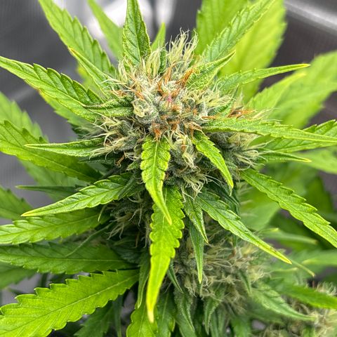 Mary Jane growlog timeline photo