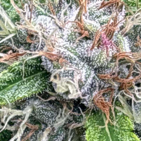 Mary Jane growlog timeline photo