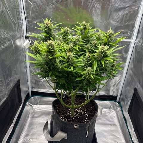 Mary Jane growlog timeline photo