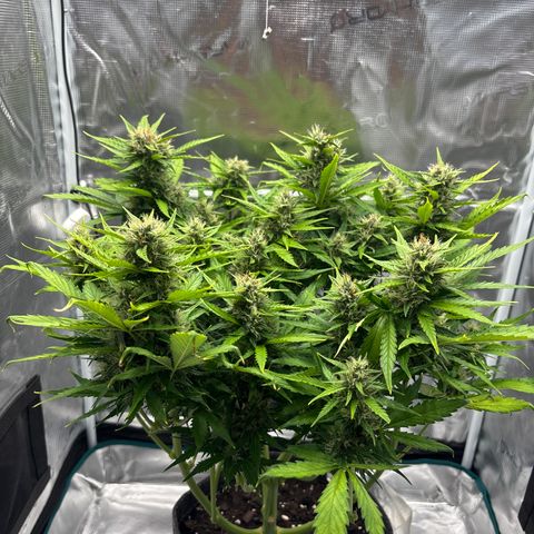 Mary Jane growlog timeline photo