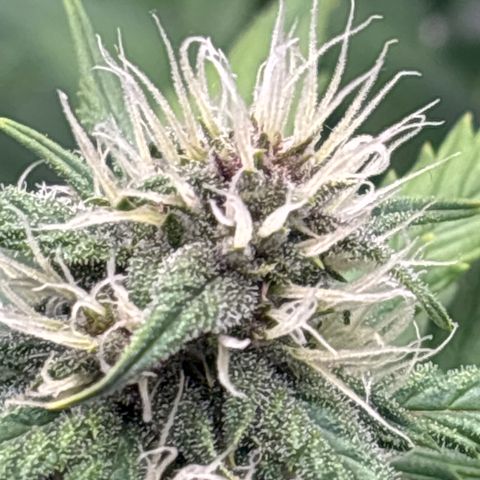 Lucy growlog timeline photo