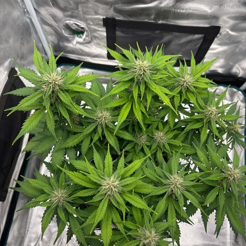 Lucy growlog timeline photo