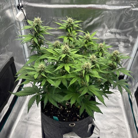Lucy growlog timeline photo