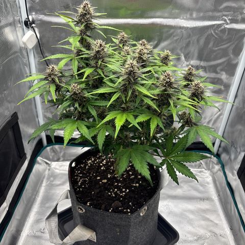 Hilde growlog timeline photo