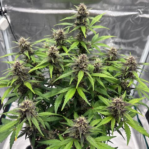 Hilde growlog timeline photo