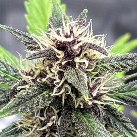 Hilde growlog timeline photo
