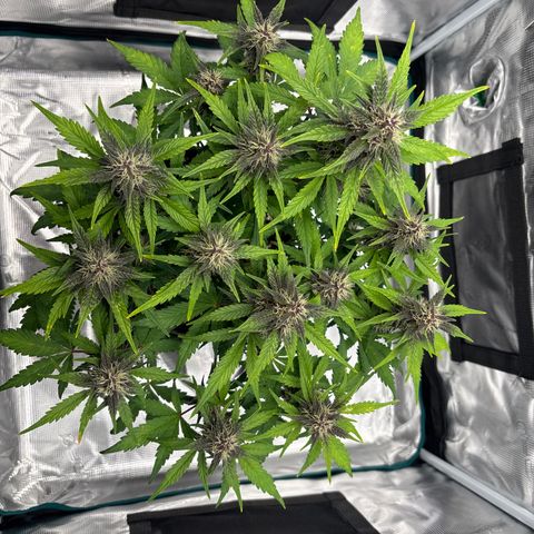 Hilde growlog timeline photo