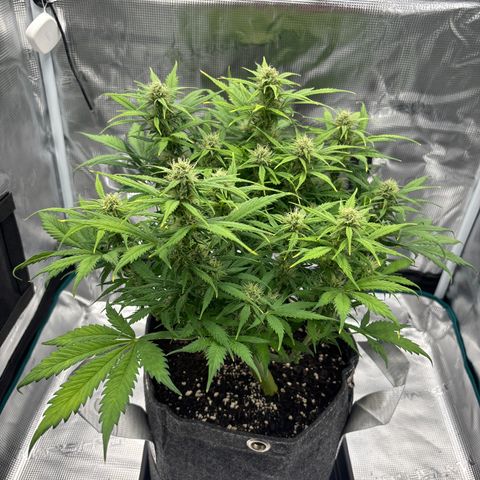 Gertrud growlog timeline photo