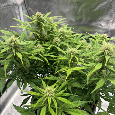 Gertrud growlog timeline photo