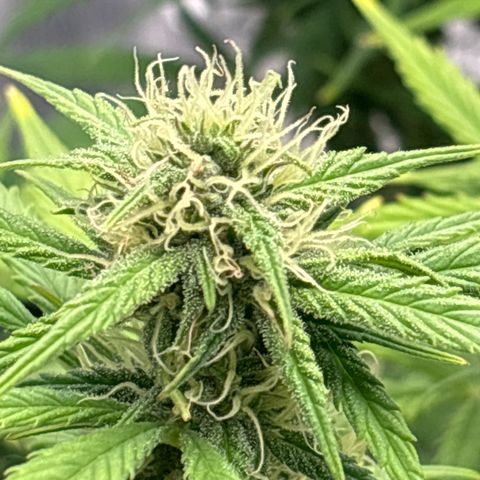 Gertrud growlog timeline photo