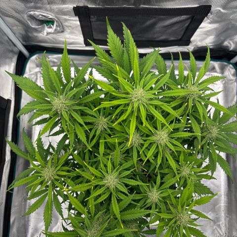 Gertrud growlog timeline photo