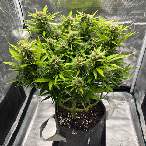 Mary Jane growlog timeline photo