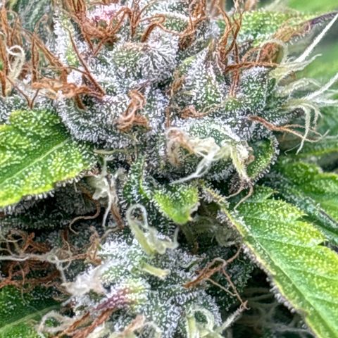 Mary Jane growlog timeline photo