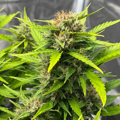 Mary Jane growlog timeline photo