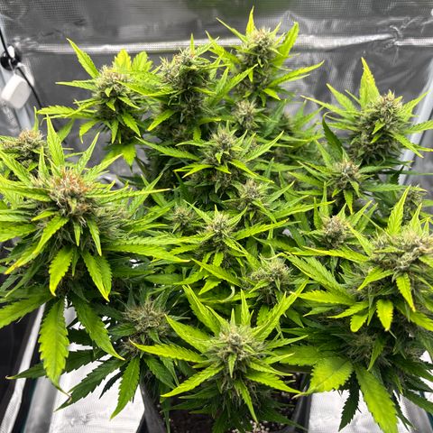 Mary Jane growlog timeline photo