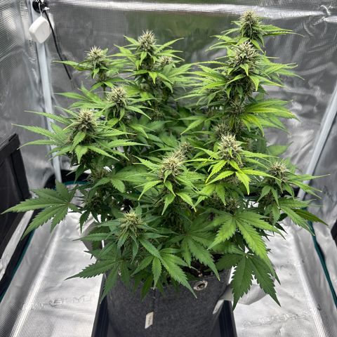 Lucy growlog timeline photo