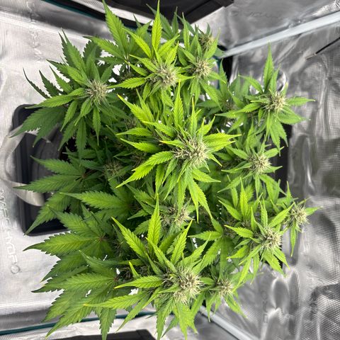 Lucy growlog timeline photo