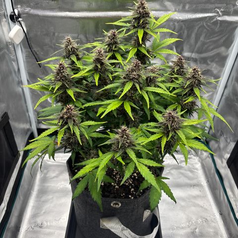 Hilde growlog timeline photo