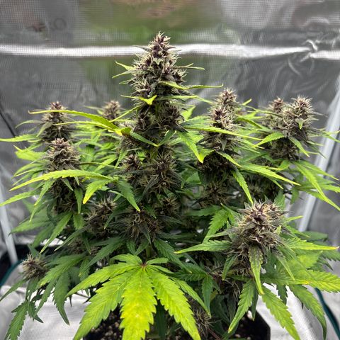 Hilde growlog timeline photo