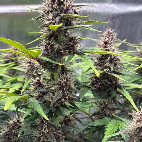 Hilde growlog timeline photo