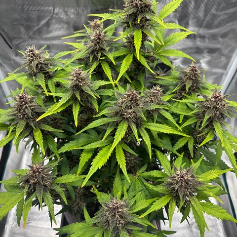 Hilde growlog timeline photo