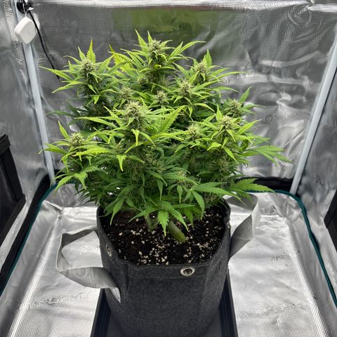 Gertrud growlog timeline photo
