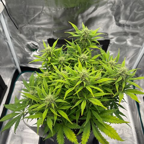 Gertrud growlog timeline photo