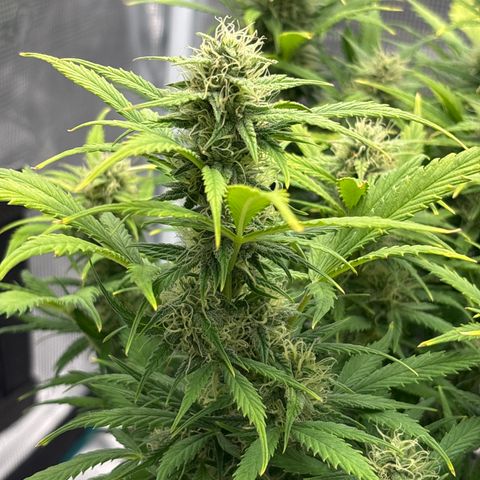 Gertrud growlog timeline photo