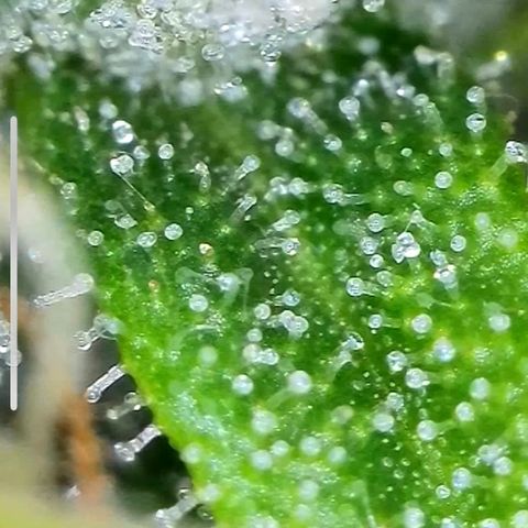 Mary Jane growlog timeline photo