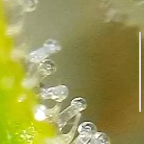 Mary Jane growlog timeline photo