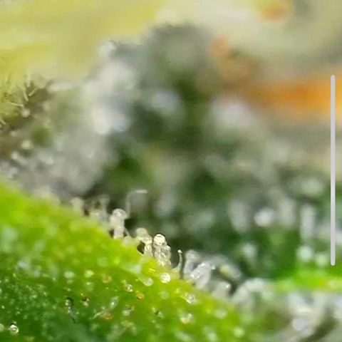 Mary Jane growlog timeline photo