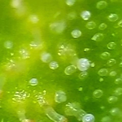 Mary Jane growlog timeline photo