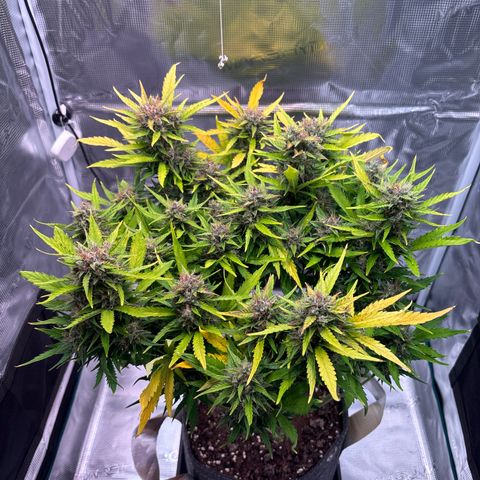 Mary Jane growlog timeline photo