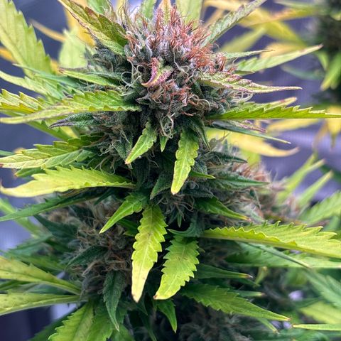 Mary Jane growlog timeline photo