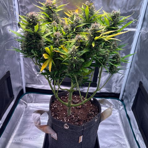 Mary Jane growlog timeline photo