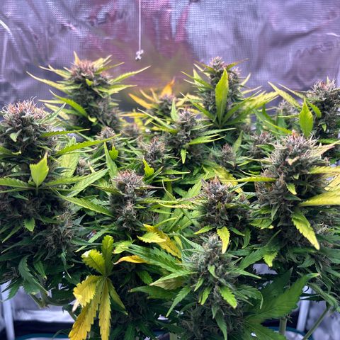 Mary Jane growlog timeline photo