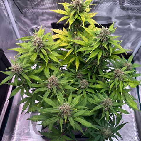 Lucy growlog timeline photo