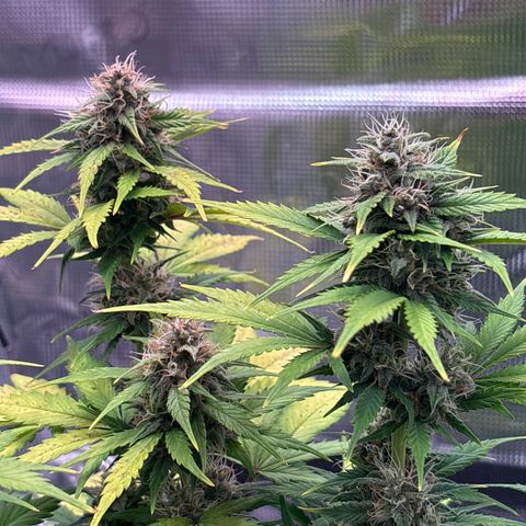 Lucy growlog timeline photo