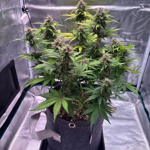 Lucy growlog timeline photo