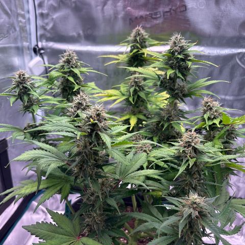 Lucy growlog timeline photo