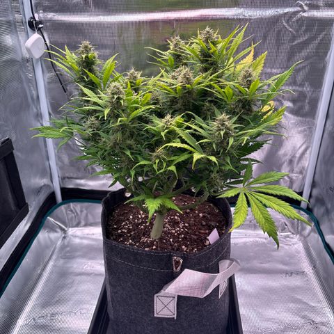 Gertrud growlog timeline photo