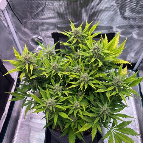 Gertrud growlog timeline photo