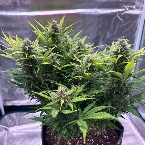 Gertrud growlog timeline photo