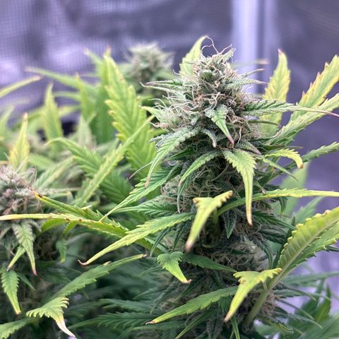 Gertrud growlog timeline photo