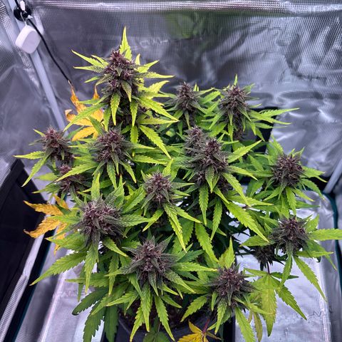 Hilde growlog timeline photo