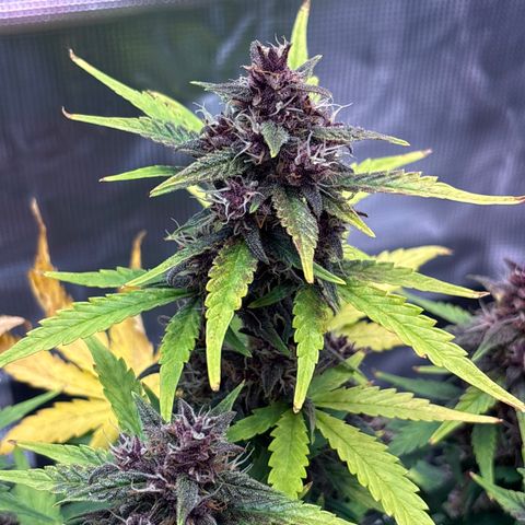 Hilde growlog timeline photo