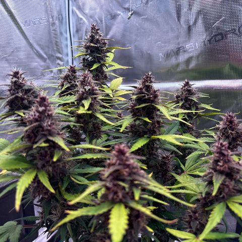 Hilde growlog timeline photo