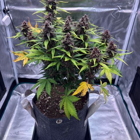 Hilde growlog timeline photo