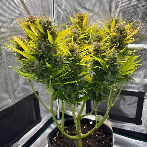 Mary Jane growlog timeline photo